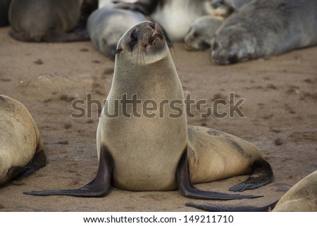 Cape fur seal, Skeleton Coast, Namibia