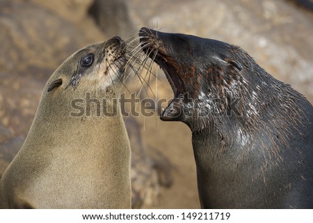 Cape fur seal bad breath, Skeleton Coast, Namibia