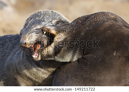 Cape fur seals fighting, Skeleton Coast, Namibia