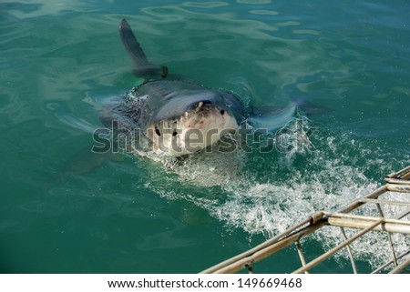 Great white shark by cage diving boat, South Africa