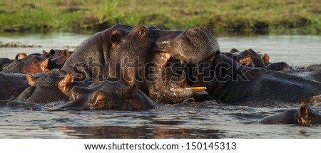 Dominant hippopotamus male keeping order in his harem, Botswana