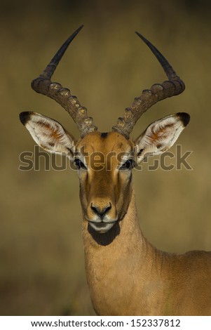 Impala male portrait in golden afternoon light