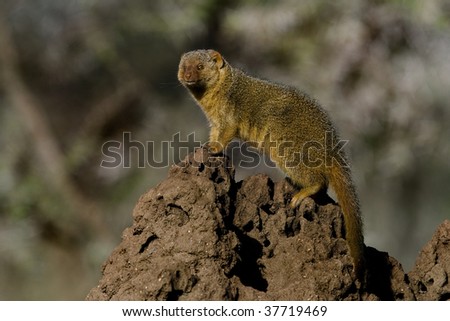 Dwarf mongoose sentinel on top of its termite mound home