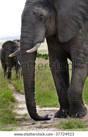 Elephant male \'online\' with tip of trunk and tip of foot sensing for seismic messages