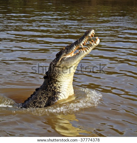 Crocodile Jump