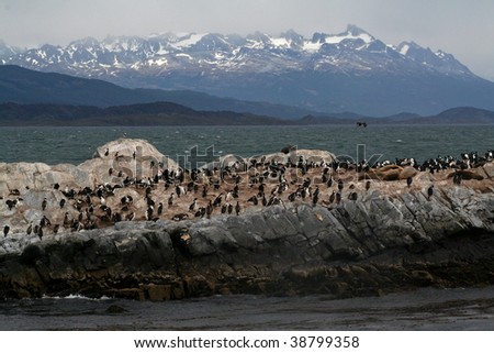 Beagle Channel islet with colonies of South American sea lions (Otaria flavescens) and cormorants, Tierra del Fuego, Argentina
