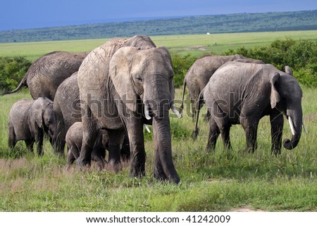 Elephant family, Masai Mara, Kenya