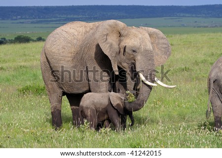 African elephant mother with baby, Masai Mara, Kenya