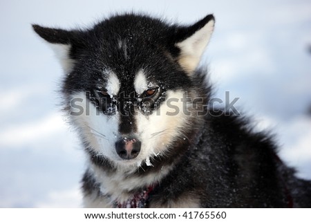 Sled dog on the pack ice of East Greenland, Scoresbysund