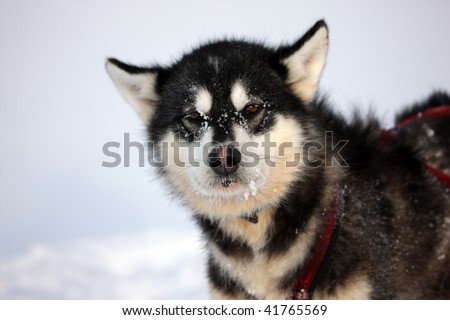 Sled dog on the pack ice of East Greenland, Scoresbysund