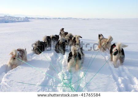 Sled dogs on the pack ice of East Greenland, Scoresbysund