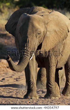 Big-footed desert elephant, Twyfelfontein, Damaraland, Namibia, Southern Africa