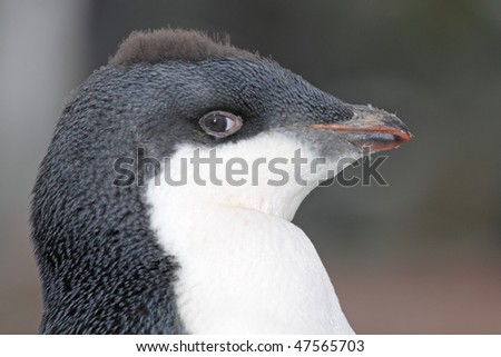 Adelie penguin young, Antarctic Peninsula, Antarctica