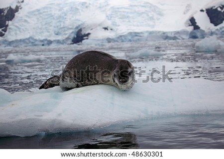 Leopard seal resting on ice floe, Antarctica