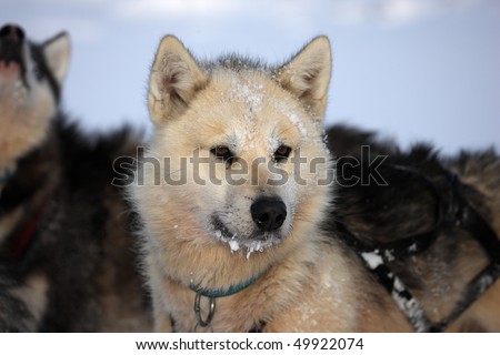 Sled dog with ice in its beard on the winter pack ice of East Greenland