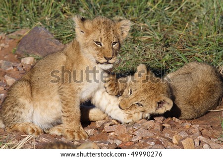 Lion cubs playing in early morning light, Masai Mara, Kenya
