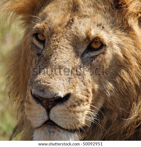 Old dominant lion male, Masai Mara, Kenya