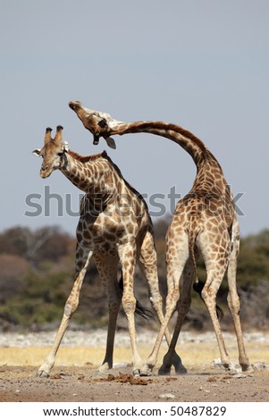 photo : Giraffes fighting