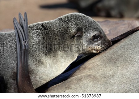 Cape fur seal young drinking milk from its mother, Skeleton Coast, Namibia, SW Africa