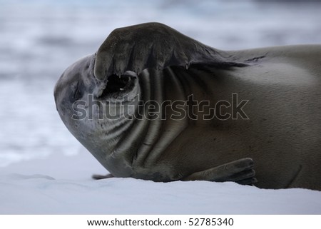Crabeater seal laughing out loud. Antarctica