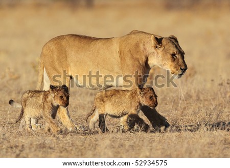 Lion family in golden sunrise light, Africa