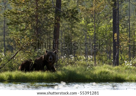 European brown bear resting in the shade by lake surrounded by cloud of flies, forest of CE Finland, Scandinavia, Northern Europe