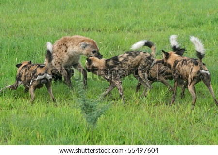 African wild dogs attacking hyena defending prey, Botswana