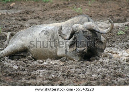 African buffalo mud bathing, South Africa