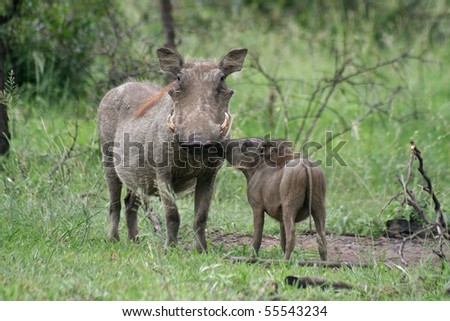 Warthog mum and piglet, South Africa