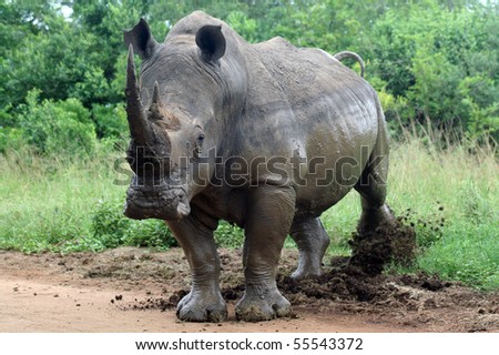 White rhinoceros kicking border post, South Africa