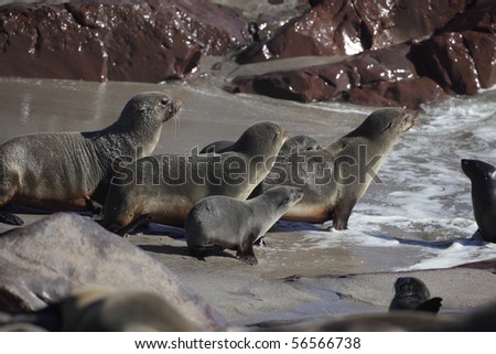 South African fur seals going to the ocean, Skeleton Coast, Namibia, Southern Africa
