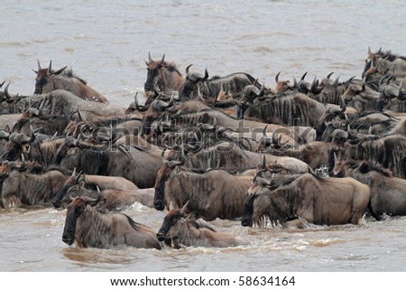 Wildebeest crossing the Mara River during the migration, Serengeti, Tanzania
