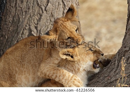 Lion cubs play-fighting, Serengeti, Tanzania