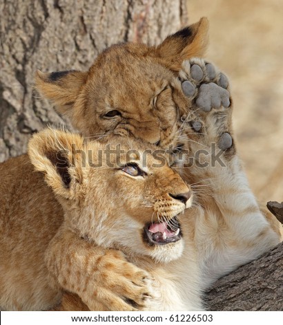 Cubs Play Fighting