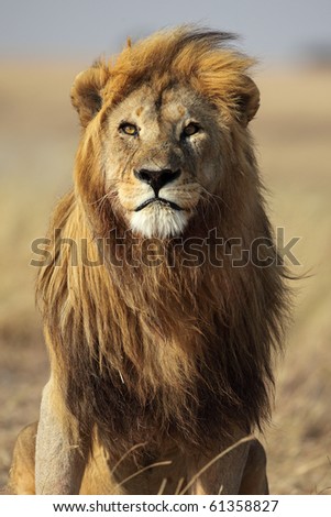 Majestic lion male with golden mane, Serengeti, Tanzania
