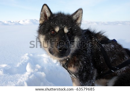 Polar-bear-hunting sled dog on winter pack ice of East Greenland