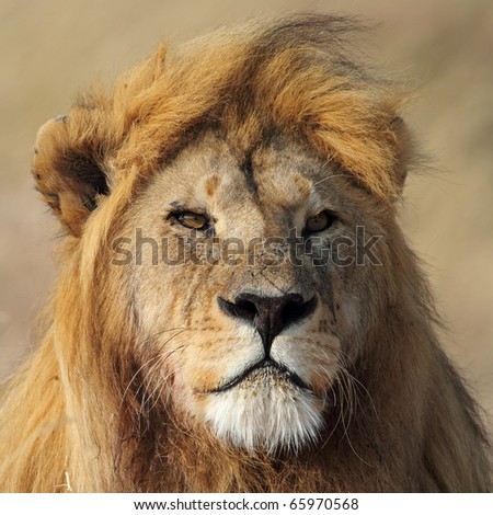 Large lion male, Serengeti National Park, Tanzania, East Africa