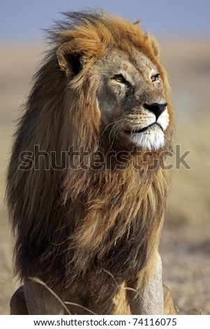 Majestic male lion squinting its eyes in the early sunlight, Serengeti, Tanzania, East Africa