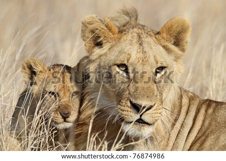 lion cub logo
