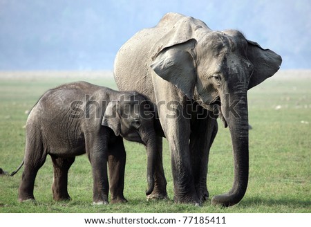 Wild Asian elephant mother and young, Corbett National Park, India