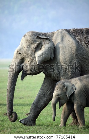 Wild Asian elephant mother and baby, Corbett National Park, India