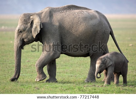 Wild Asian elephant mother and baby, Corbett National Park, India