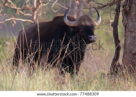 Wild bull gaur, the largest species of wild cattle in the world, Kanha National Park, India
