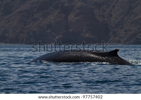 Fin whale, Sea of Cortez, Baja California, Mexico