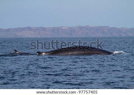 Fin whale with young, Sea of Cortez, Baja California, Mexico
