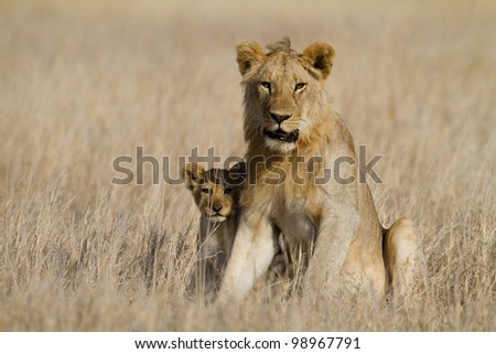 Lion big brother babysitting cub, Serengeti National Park, Tanzania, East Africa