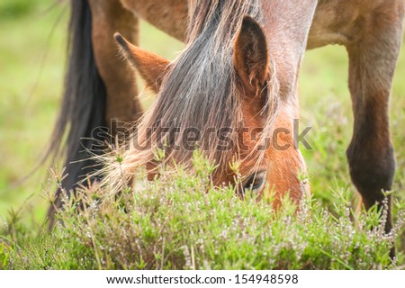 closeup of a wild pony grazing in the new forest national park in the UK