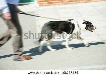 motion blur of an old collie dog out for a walk with its owner