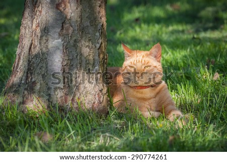 beautiful ginger cat chilled out in the shade of a tree