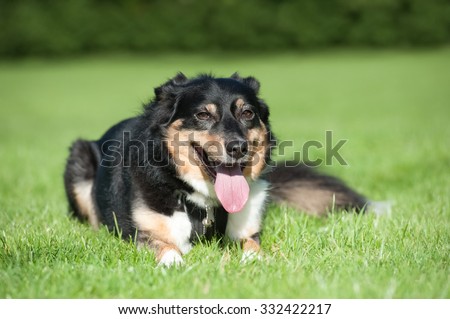 collie dog resting and panting after excercise